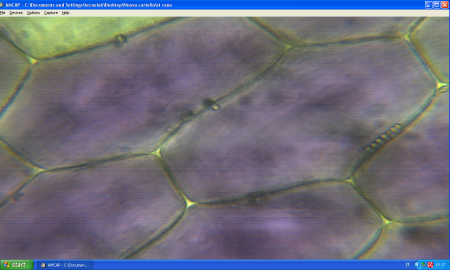 Cellule vegetali_ fiore di Bella di Notte_40 x 